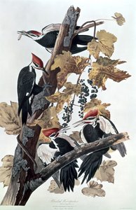 Pileated啄木鸟